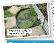  ??  ?? The pond is ready for frog inhabitant­s