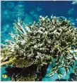  ??  ?? Ausgebleic­hte Korallen am Great Barrier Reef.