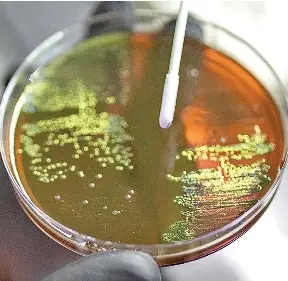 AMR is a Global Concern - PressReader