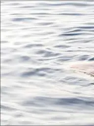  ?? AFP/Pau Barrena ?? Cadáver de una mujer, inmigrante, flotando en el mar Mediterrán­eo, frente a las costas de Libia