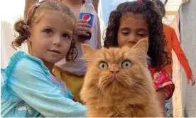  ?? Photograph: Reuters ?? Palestinia­n children play with a cat at a camp for displaced people in southern Gaza.