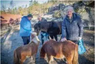  ?? FOTO: JARLE R. MARTINSEN ?? Kurt Johnsen, Sverre Antonsen og Kjell Birkeland mater gårdens hester. Det er en takknemlig oppgave, her går det unna med fôr!
