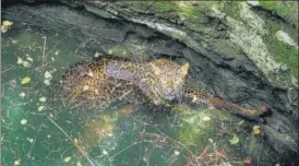  ?? WILDLIFE SOS ?? A leopard, trapped in a 40-foot well in Junnar, Pune, was rescued by volunteers.