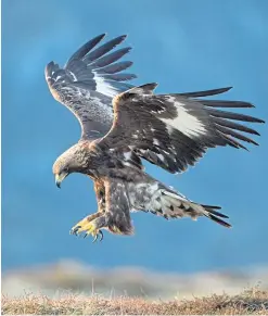  ?? Picture: PA. ?? Carn na Caorach is home to golden eagles.