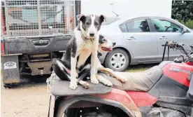  ?? Photo / NZME ?? All it takes is for one sheep to break for chaos to ensue.