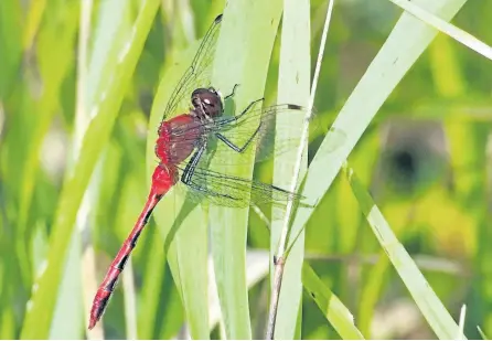  ?? DREW MONKMAN/SPECIAL TO THE EXAMINER ?? A male white-faced meadowhawk.