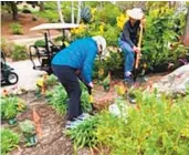  ?? ?? Volunteers work on the butterfly sanctuary at Ocean Hills Country Club community in Oceanside.