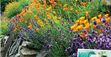  ??  ?? BLOOMING BARGAIN: It’s easy to take and grow on softwood cuttings from plants such as lavender – paired here with California­n poppies