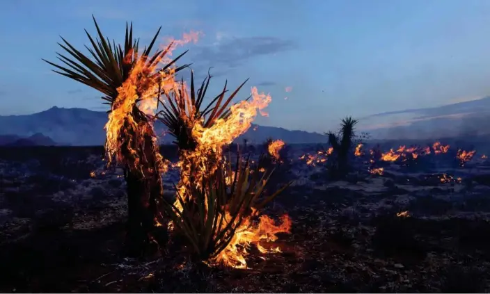  ?? Photograph: David Swanson/AFP/Getty Images ?? Yucca trees burn in the Mojave national preserve on Sunday. Firefighte­rs said they had made progress battling the other blaze.