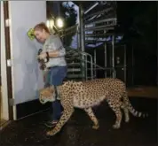  ?? WILFREDO LEE — THE ASSOCIATED PRESS ?? Jennifer Nelson, senior keeper at Zoo Miami, leads a cheetah named Koda to a hurricane resistant structure within the zoo, Saturday in Miami. Though most animals will reman in their secure structures, Koda and his brother Diesel and some birds will...