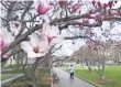  ?? CLIFF OWEN, AP ?? Tulip magnolia trees are blooming in Washington, D.C., and the famed cherry blossoms won’t be far behind.