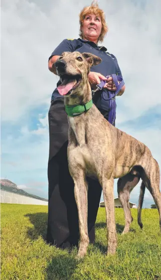  ?? PET CAUSE: Greyhound Adoption Program North Queensland co- ordinator Gail Lane with Duke, who is up for adoption. Picture: EVAN MORGAN ??