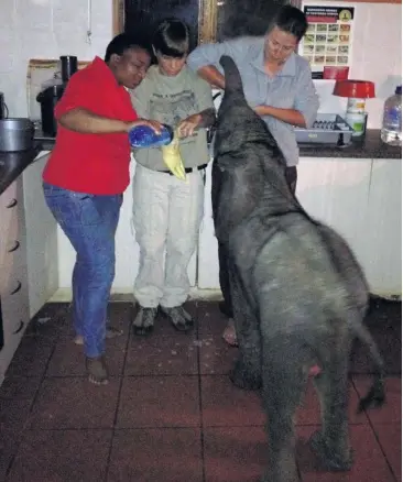  ?? Picture: Françoise Malby-Anthony ?? MOTHER GLOVE Tom Xulu, Alyson McPhee and Shereen Bond feed the baby elephant with a latex glove turned into a milk bottle.