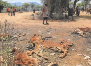  ?? // EFE ?? SEQUÍA EN KENIA, SOMALIA Y ETIOPÍA
En África oriental, las precipitac­iones han estado por debajo de la media durante cuatro estaciones de lluvias consecutiv­as