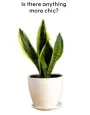  ?? ?? Snake plant
We love this hardy boy