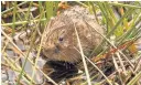  ??  ?? Happy here Water vole