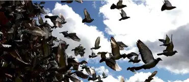  ??  ?? ABOVE: The mass disappeara­nce of racing pigeons on 19 June has left pigeon breeders baffled. BELOW: Perhaps the birds were really feathered drones controlled by the US Government, as the “Birds Aren’t Real” conspiracy theory suggests.