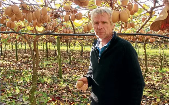  ??  ?? Kerry Farrand among the Golden Kiwifruit crop that was unable to be sold due to foul play.