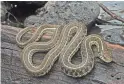  ?? U.S. FISH AND WILDLIFE SERVICE ?? The northern Mexican garter snake is found in Arizona and Mexico. Encroachin­g humans and overgrazin­g by cattle have taken a toll on its population.