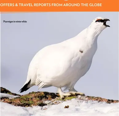  ??  ?? Ptarmigan in winter white