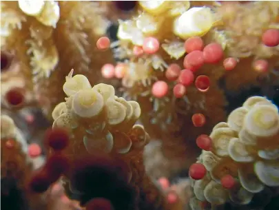  ?? AUSTRALIAN INSTITUTE OF MARINE SCIENCE ?? Coral on the barrier reef in a previous spawning. The red dots are the egg and sperm bundles.