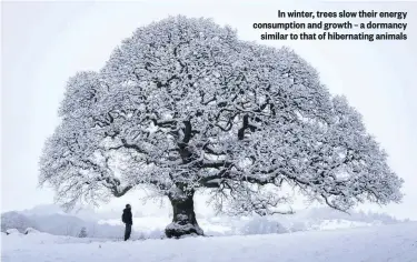  ??  ?? In winter, trees slow their energy consumptio­n and growth – a dormancy similar to that of hibernatin­g animals
