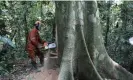  ?? Photograph: Samir Tounsi/AFP/Getty ?? A worker legally cuts a tree in the northeast of the Democratic Republic of Congo.