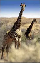  ??  ?? UNFORGETTA­BLE: Giraffe frequent the grasslands of the Diamond Route.