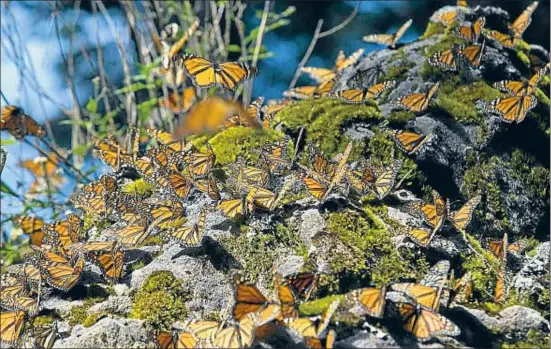  ?? SUSANA GONZALEZ / BLOOMBERG ?? Los ejemplares aterrizan en un suelo rocoso en el santuario de mariposas de sierra Chincua, cerca de Angangueo, en estado de Michoacán