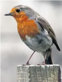  ??  ?? ●●Robins out-sing most of the dawn chorus