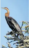  ?? Picture: TIM COCKCROFT ?? CORMORANT’S BIG BROTHER: The African darter can be found most often on rivers, ponds, larger streams and dams