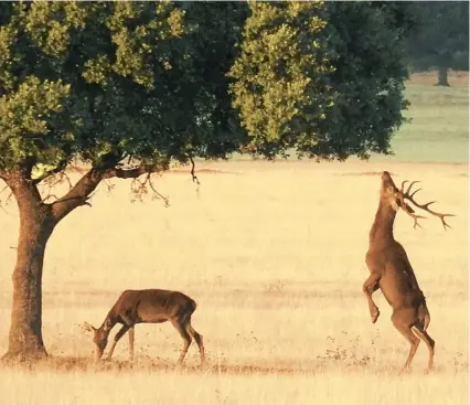  ?? PARQUE NACIONAL DE CABAÑEROS ?? Un ciervo inicia su viejo rito de apareamien­to que durante el mes de septiembre estremece la llanura manchega