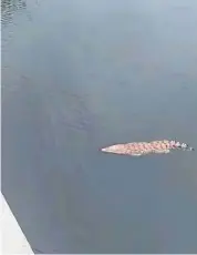  ??  ?? Croc dock: Screen shot of a video showing the 3m-long estuarine crocodile swimming towards a bridge at the Sungai Batu Pahat which went viral on social media.