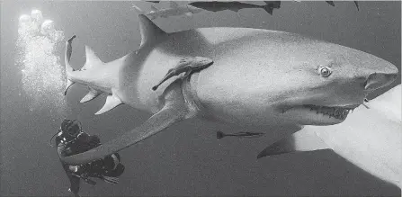  ?? COURTESY OF TIFF ?? A moment from “Sharkwater: Extinction,” a film by the late conservati­onist Rob Stewart, and sequel to his earlier film “Sharkwater.”