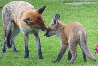  ??  ?? Mother love: Fiona the fox taking care of one of her six cubs