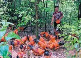  ?? PHOTOS BY LIN SHANCHUAN / XINHUA ?? A man feeds chickens in a clearing in Wuping.