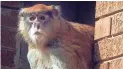  ?? MARK HERTZBERG/THE JOURNAL TIMES VIA AP ?? Julie, a patas monkey, rests in her cage at the Racine (Wis.) Zoo in 2009.