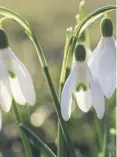  ?? ?? It’s snowdrop season