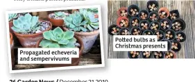  ??  ?? Propagated echeveria and sempervivu­ms
Po ed bulbs as Christmas presents