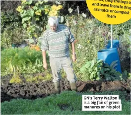  ??  ?? GN's Terry Walton is a big fan of green manures on his plot