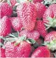  ?? MARTHA QUILLIN The News & Observer ?? Strawberri­es and other berries contain anthocyani­dins, which helps your liver to detox.