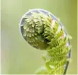  ??  ?? Left to right: A gooseberry sapling promises a supply of tangy fruit for desserts in the warmer months; the shuttlecoc­k fern, Matteuccia struthiopt­eris, gently unfolds.