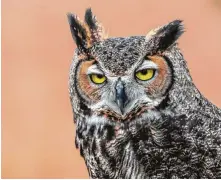  ?? Kathy Adams Clark / Contributo­r ?? Owls, like this great horned owl, are thought to be spooky because they can see in the dark, swivel their heads, and fly silently through the night.