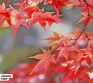  ?? ?? Japanese maple