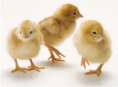  ??  ?? Water and electricit­y shortages remain critical, especially for the production of dayold chicks which have potential to become broilers, layers or breeders