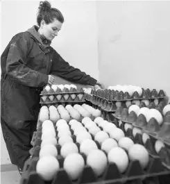  ?? ED KAISER/ EDMONTON JOURNAL ?? Agnes Kulinski, business director at the poultry research centre, checks eggs from five heritage breeds in the refrigerat­ion room.