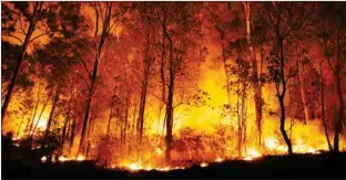  ??  ?? In six years till 2017, forest fires increased by 160 per cent in our country