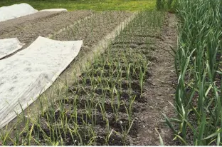  ??  ?? You can lay row covers directly on the soil, but don’t stretch the material tight. You’ll want to leave some slack in the center to allow for the plants to grow.