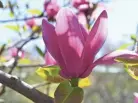  ??  ?? Magnolia soulangean­a, or saucer magnolia, is a lovely magnolia that blooms early and is extremely showy.