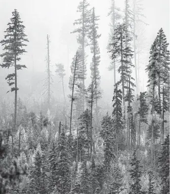  ?? STEPHEN HILTNER/THE NEW YORK TIMES ?? Kootenai National Forest in November in northwest Montana. On a 10,000-mile road trip, a journalist found an America in solitude.